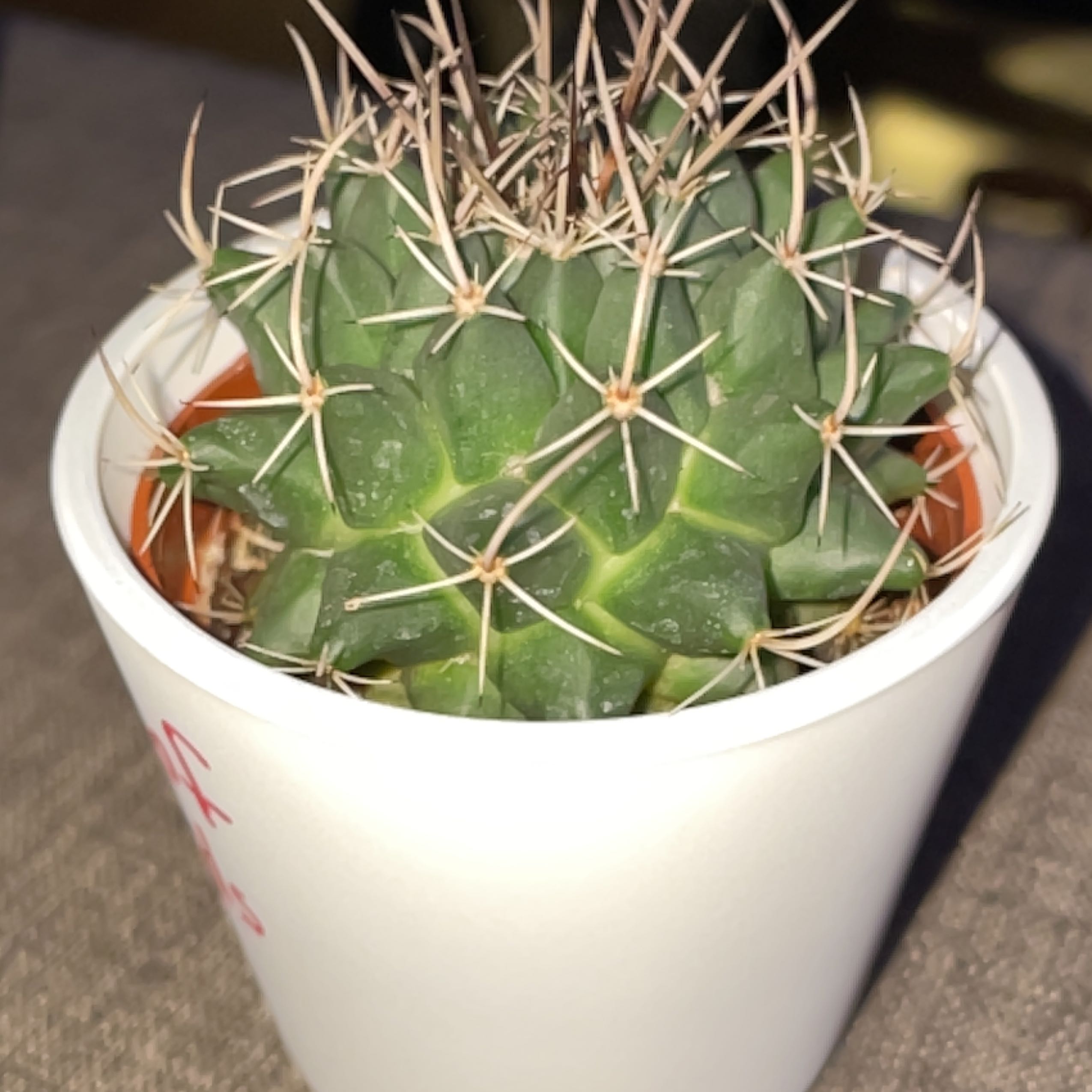 Photo of the plant species Mother of Hundreds by @RadiantSnowrose named Prince on Greg, the plant care app
