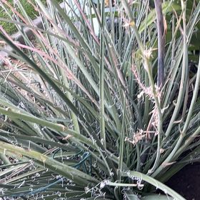 Photo of the plant species Banana Yucca by @PluckyFicusruby named Aria on Greg, the plant care app