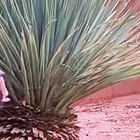 Photo of the plant species Mexican Feather Grass by @PluckyFicusruby named Fernie Mercury on Greg, the plant care app