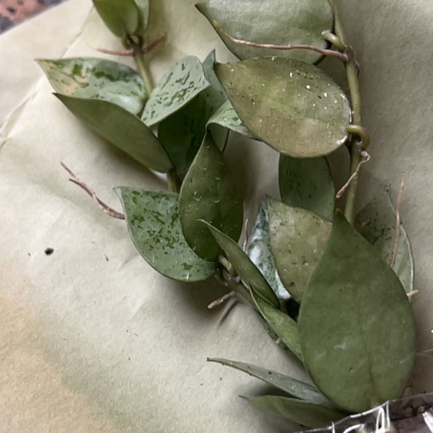 Close-up of a Hoya krohniana plant with some visible spots on the leaves.