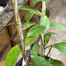 Photo of the plant species Hoya elliptica by @Momof4seasons named Squeaky on Greg, the plant care app