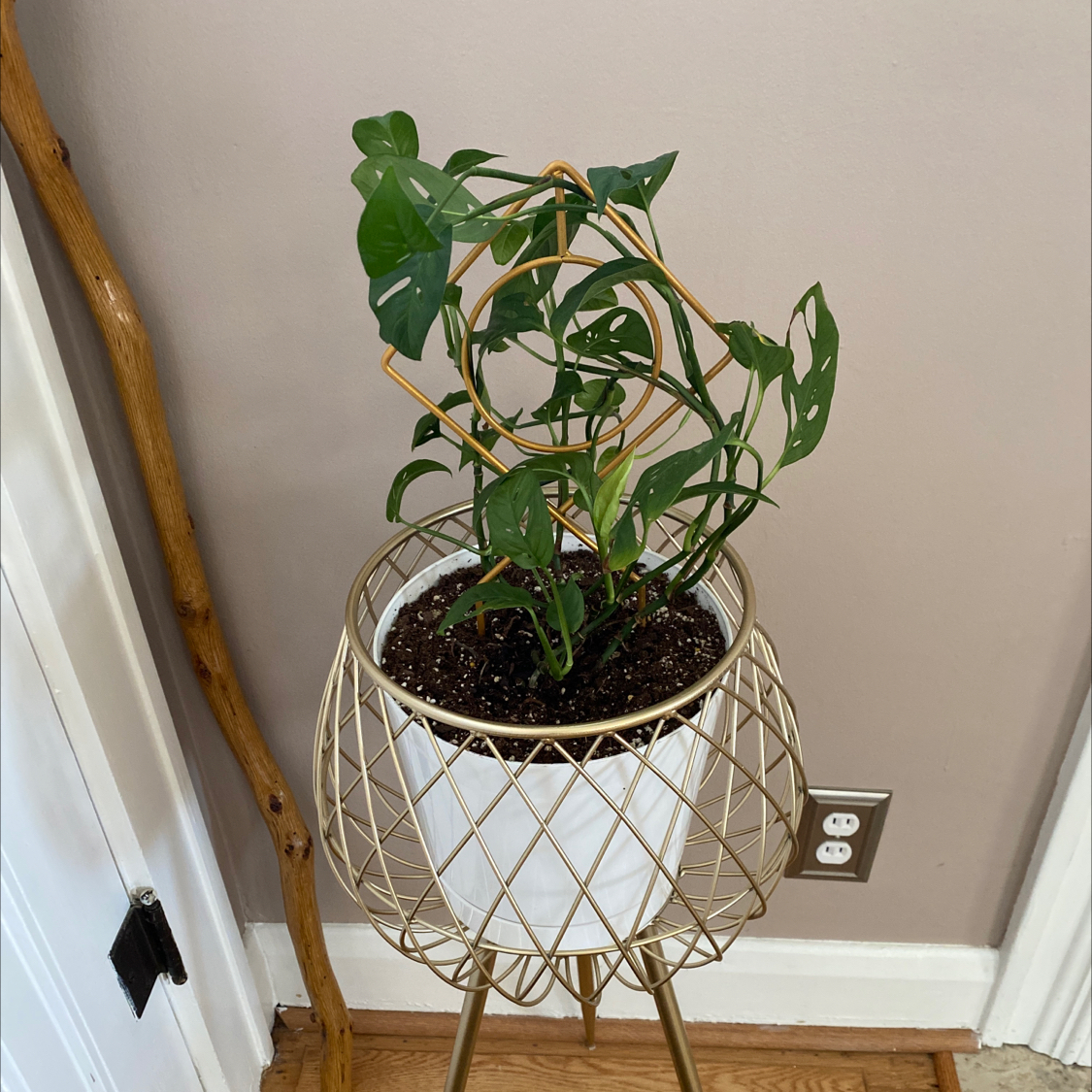 Monstera adansonii 'Laniata' plant in a decorative pot, healthy with visible soil.