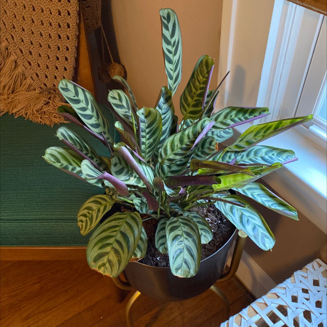 A thriving Fishbone Prayer Plant with lush, green and white striped leaves in a feathery pattern, in a black pot.