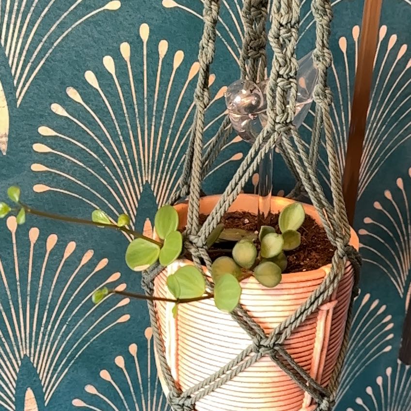 Peperomia 'Hope' plant in a hanging pot with green leaves against decorative wallpaper.