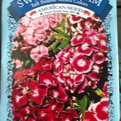 Sweet William plant