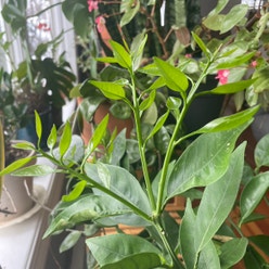 Orange Tree plant