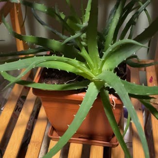 Candelabra Aloe plant in Medford, Massachusetts