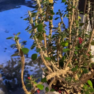 Crown of Thorns plant in Medford, Massachusetts