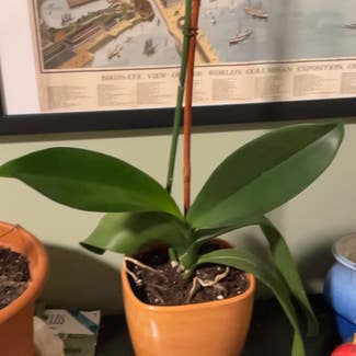 Phalaenopsis Orchid plant in Medford, Massachusetts
