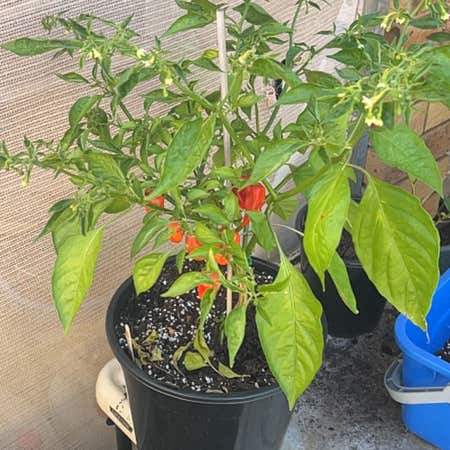 Photo of the plant species Ghost Pepper by Keencobwebaloe named da Vinci on Greg, the plant care app