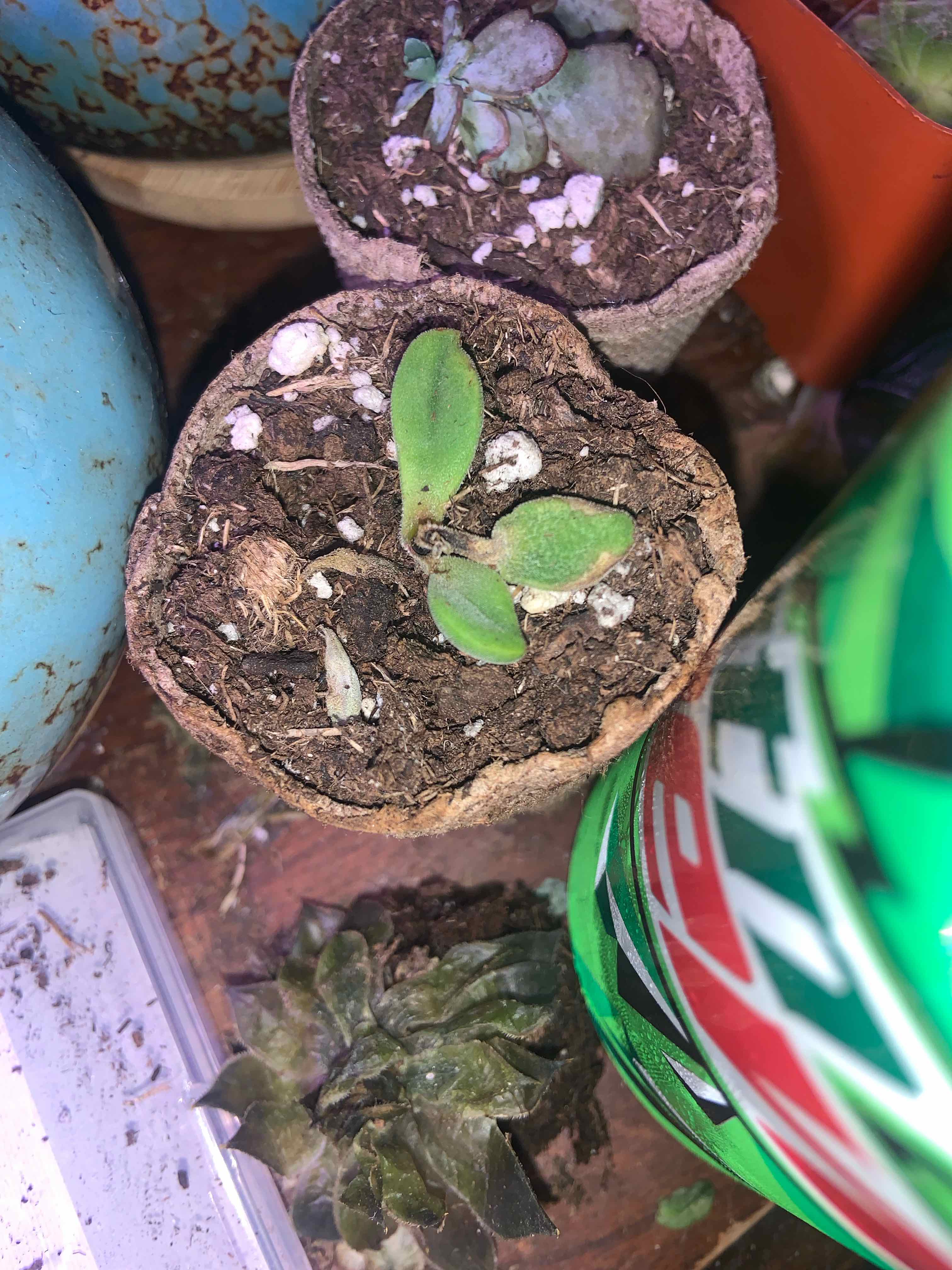 Image of a small potted Crassula rogersii plant with visible soil and healthy green leaves.