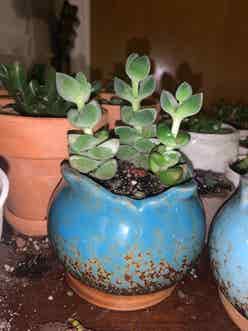 Crassula 'Moonglow' plant