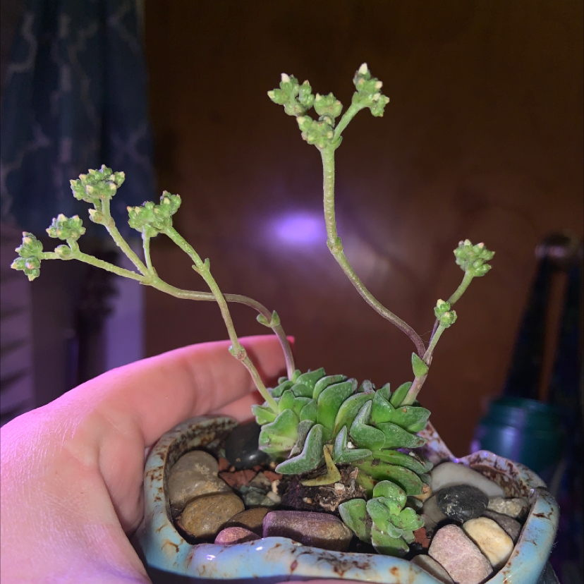 Photo of the plant species Crassula 'Dorothy' by @MissBrittney named Dot on Greg, the plant care app
