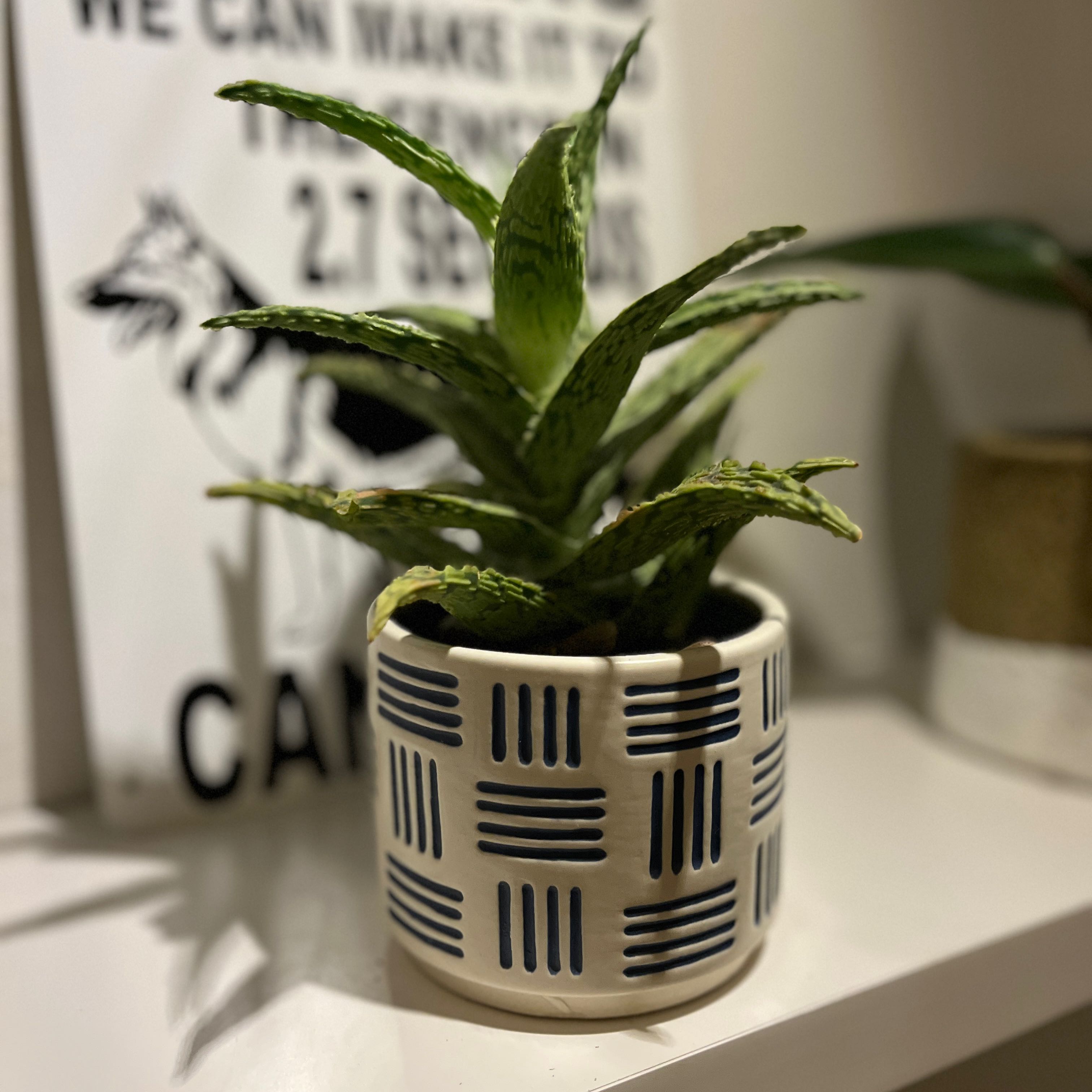 A healthy Aloe 'Christmas Carol' plant in a patterned pot on a shelf.