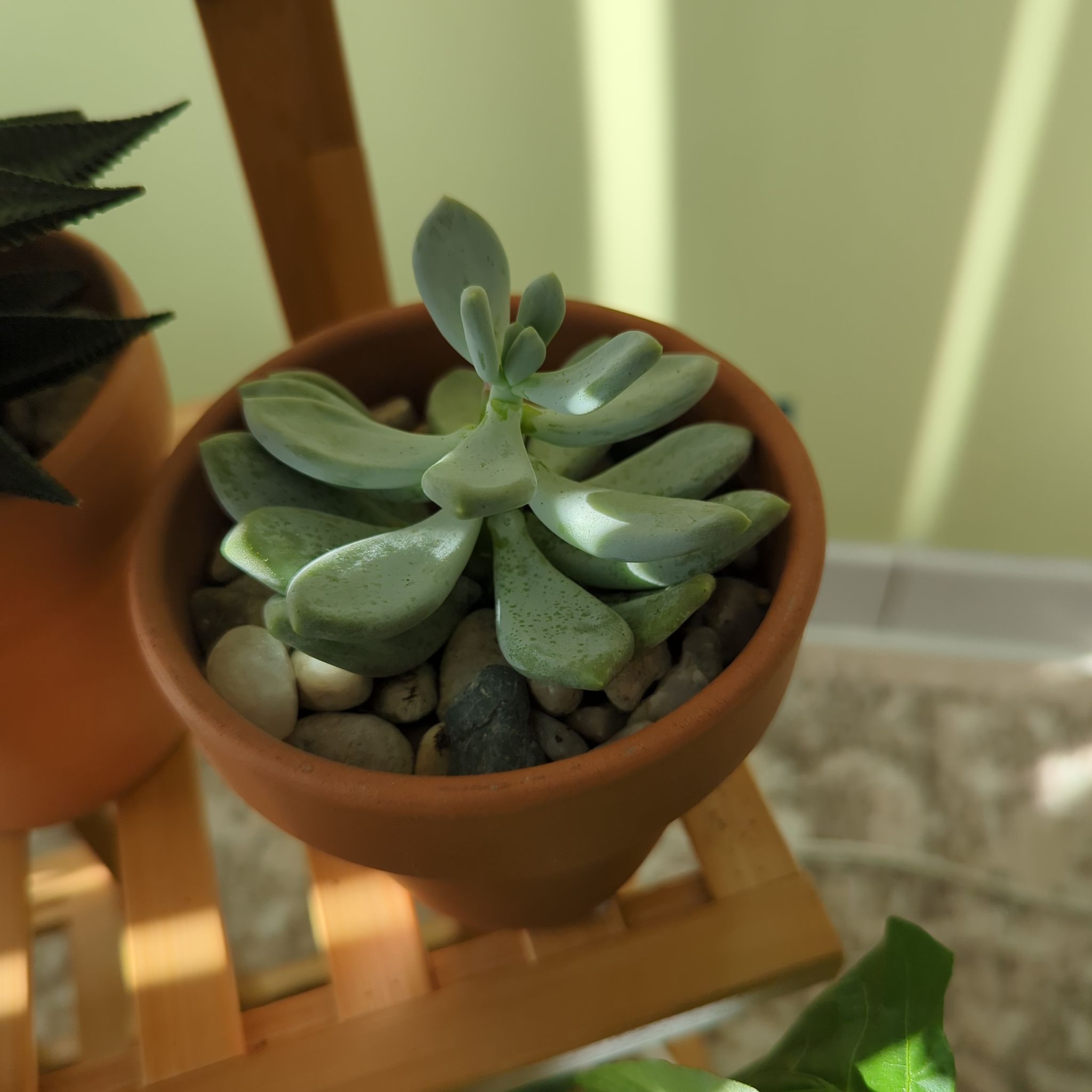 Photo of the plant species sticky moonstones by @SucculentNerd named Sticky Ricky on Greg, the plant care app