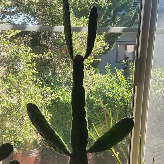 Photo of the plant species Woolyjoint Prickly Pear by @FabSoftcane named Wall-E on Greg, the plant care app