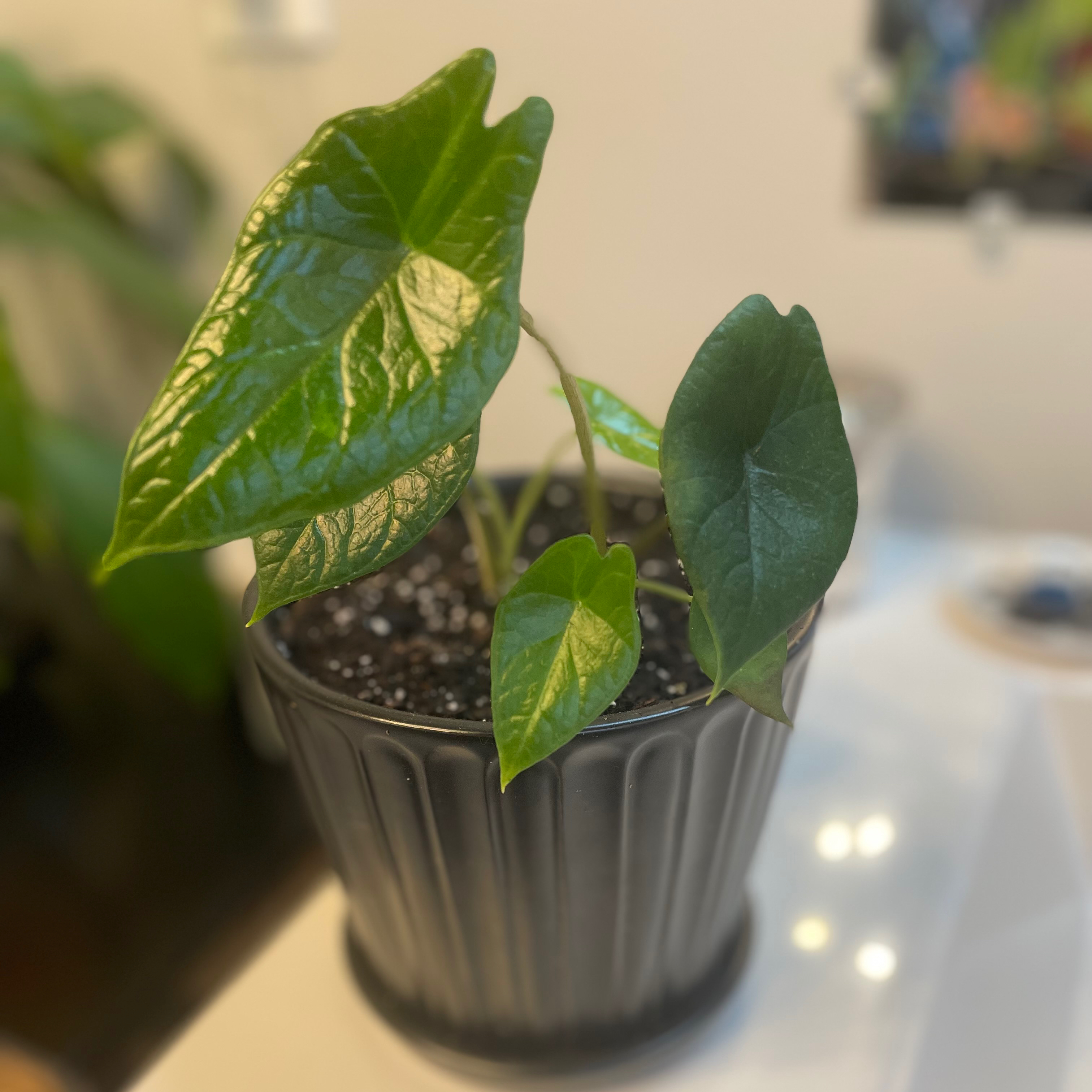 Potted Alocasia Scalprum plant with healthy green leaves.