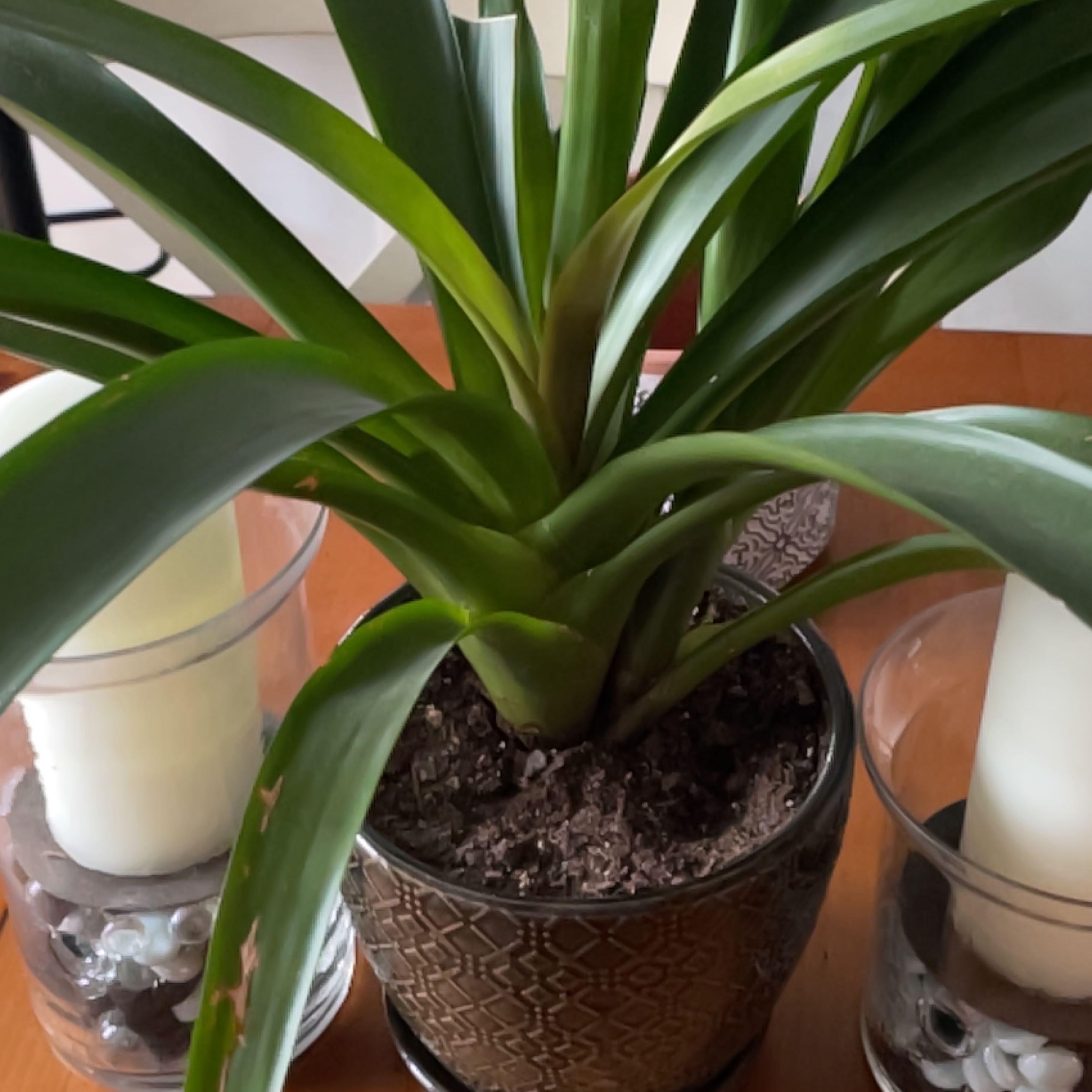 Guzmania Bromeliad plant in a decorative pot with visible soil and healthy green leaves.