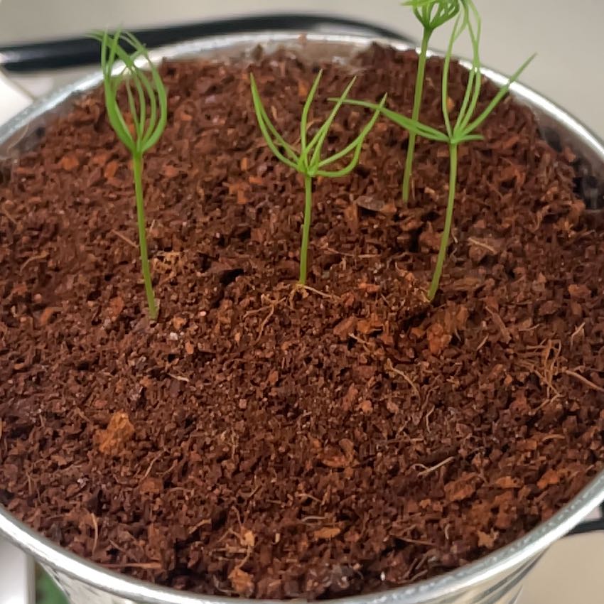 Young seedlings in a pot with healthy soil, showing thin green stems and needle-like leaves.