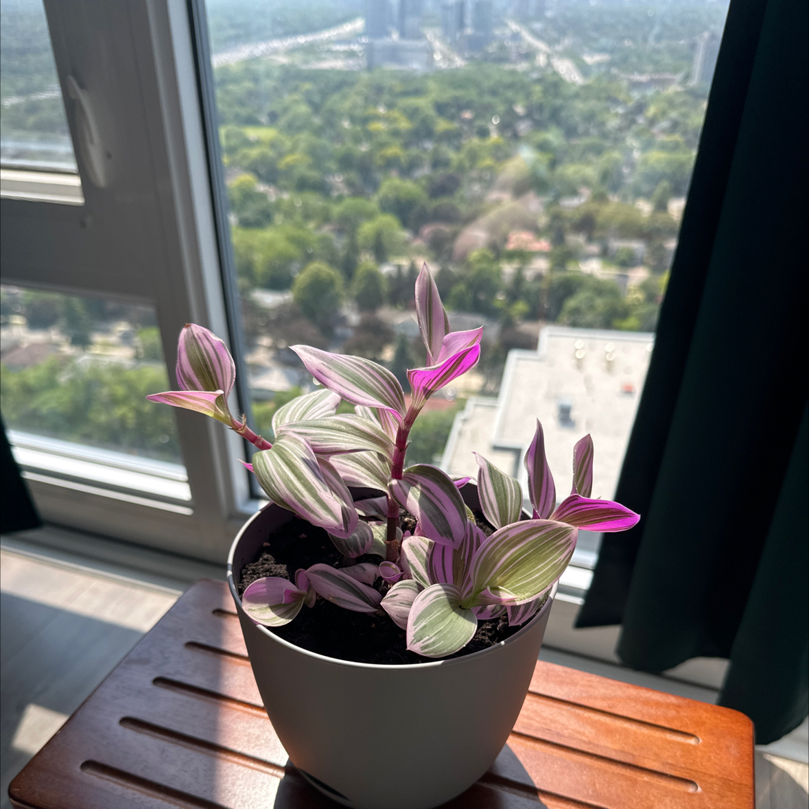 Photo of the plant species (smooth form) - 'Lilac' by @QuotableHeather named Leaf Erickson on Greg, the plant care app