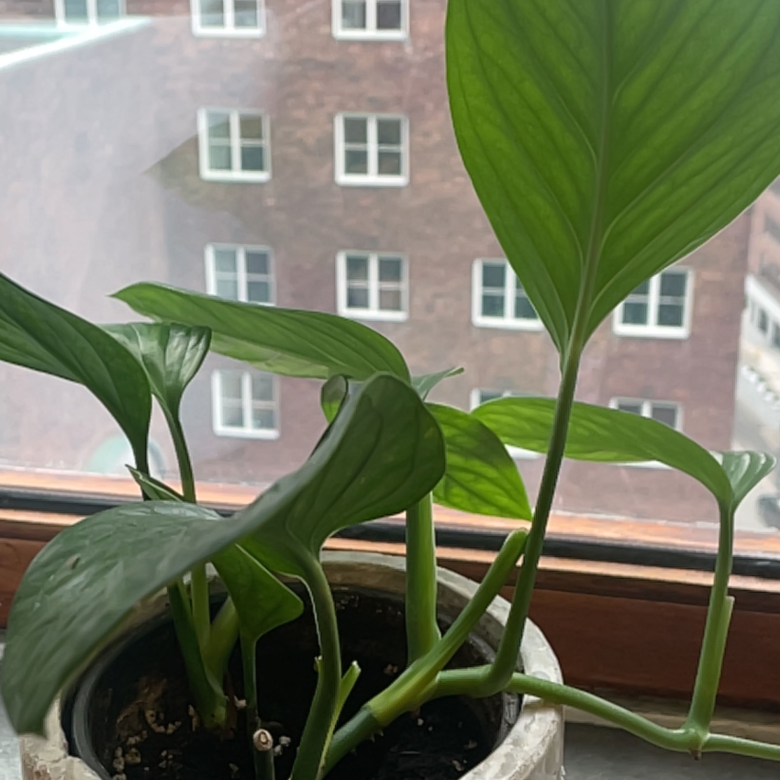 Philodendron cordatum plant on a windowsill with healthy green leaves.