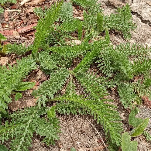 Photo of the plant species woolly yarrow by @ProlificTaraire named Fern on Greg, the plant care app