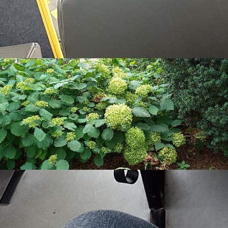 Photo of the plant species Ashy Hydrangea by @ProlificTaraire named Gaga on Greg, the plant care app