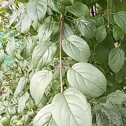 Common Buckthorn uploaded to the Greg plant app by @ProlificTaraire