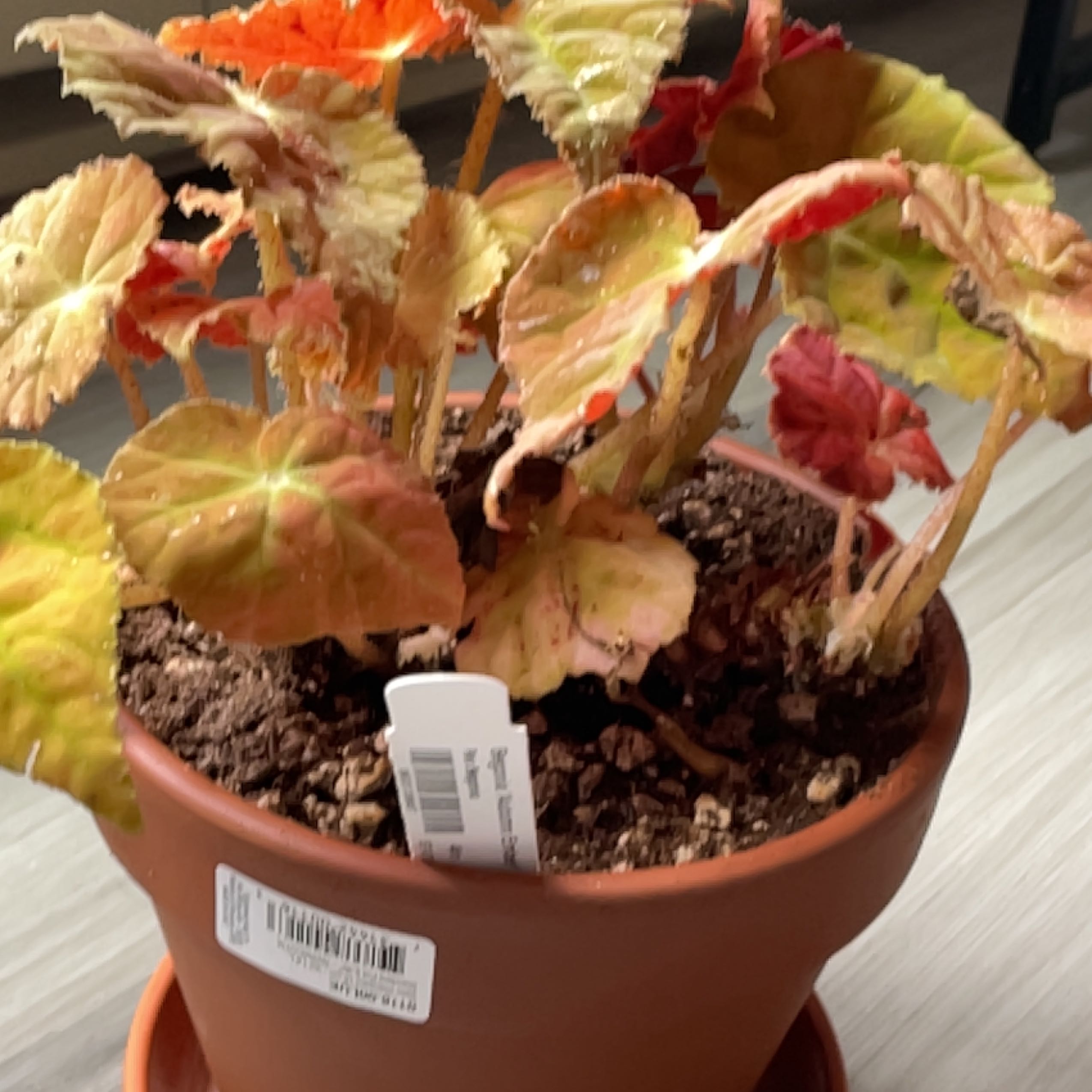 Photo of the plant species Autumn Begonia by @SelfmadeDecodon named Orwell on Greg, the plant care app
