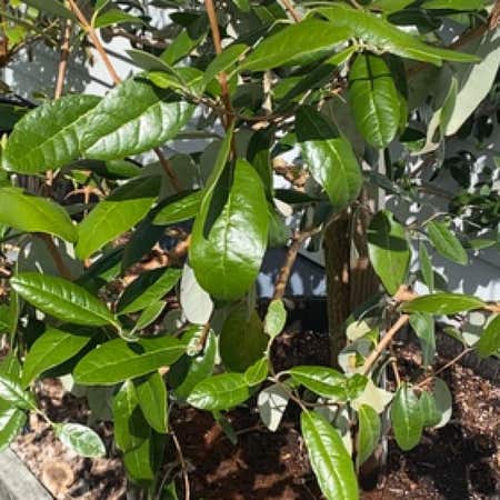 Photo of the plant species Feijoa by @WorkhorseRye named da Vinci on Greg, the plant care app