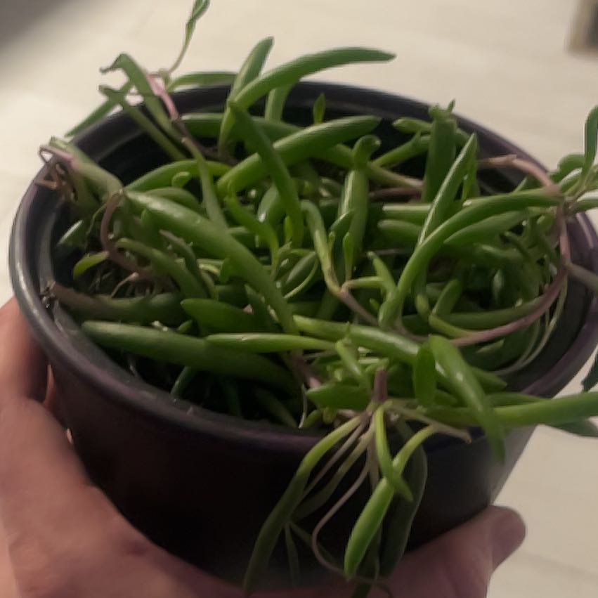 Photo of the plant species Senecio Purple Flush by Lindsay named Sally on Greg, the plant care app