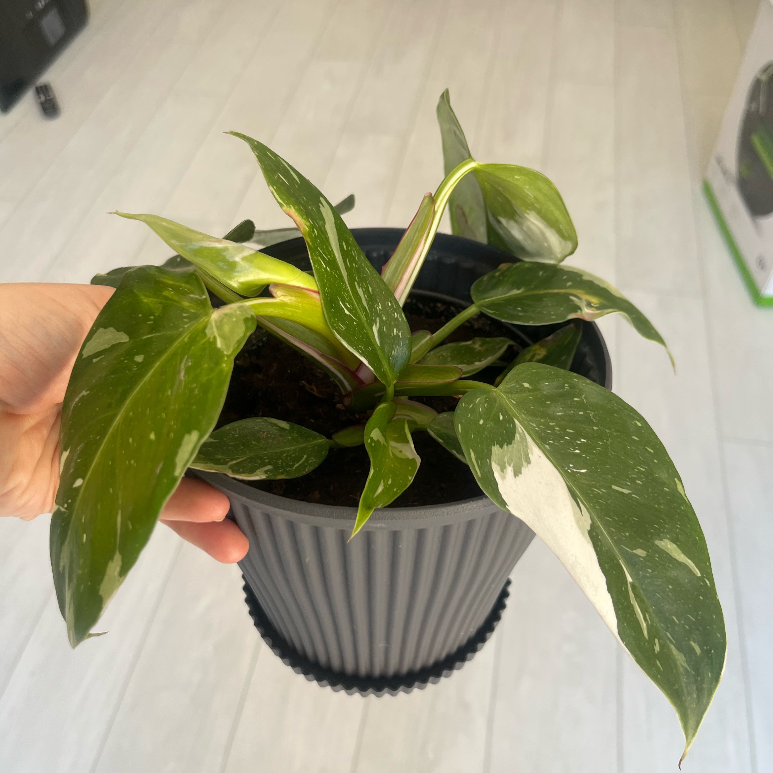Photo of the plant species philodendron white princess by Lindsay named Wilhelmina on Greg, the plant care app