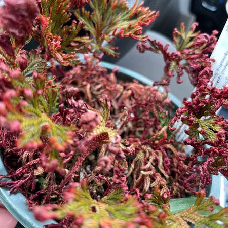 Photo of the plant species Ruby Red Club Moss by @ShowyCorrea named Hemingway on Greg, the plant care app