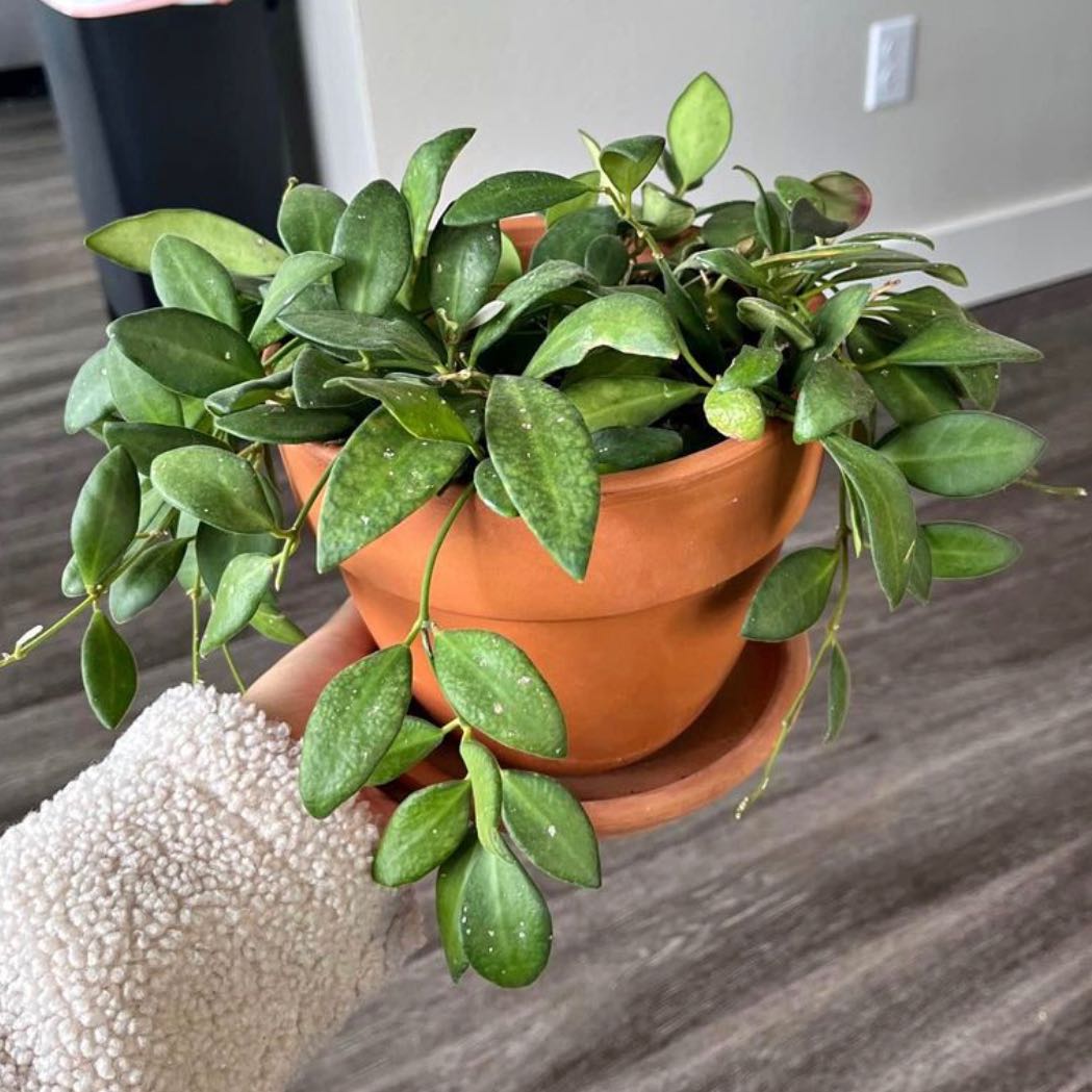 Hoya 'Burtoniae' plant in a terracotta pot, held by a hand, with healthy green leaves.