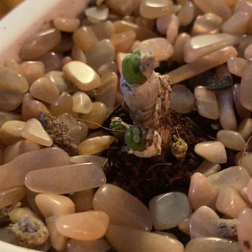 Photo of the plant species Bunny Succulent by @StandupNoni named Bunny on Greg, the plant care app