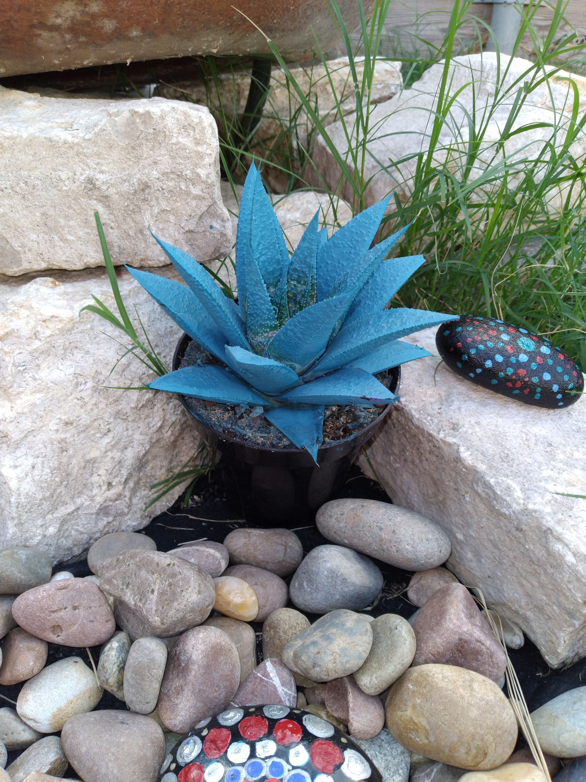 Kosmik kaktus find at Home Depot!