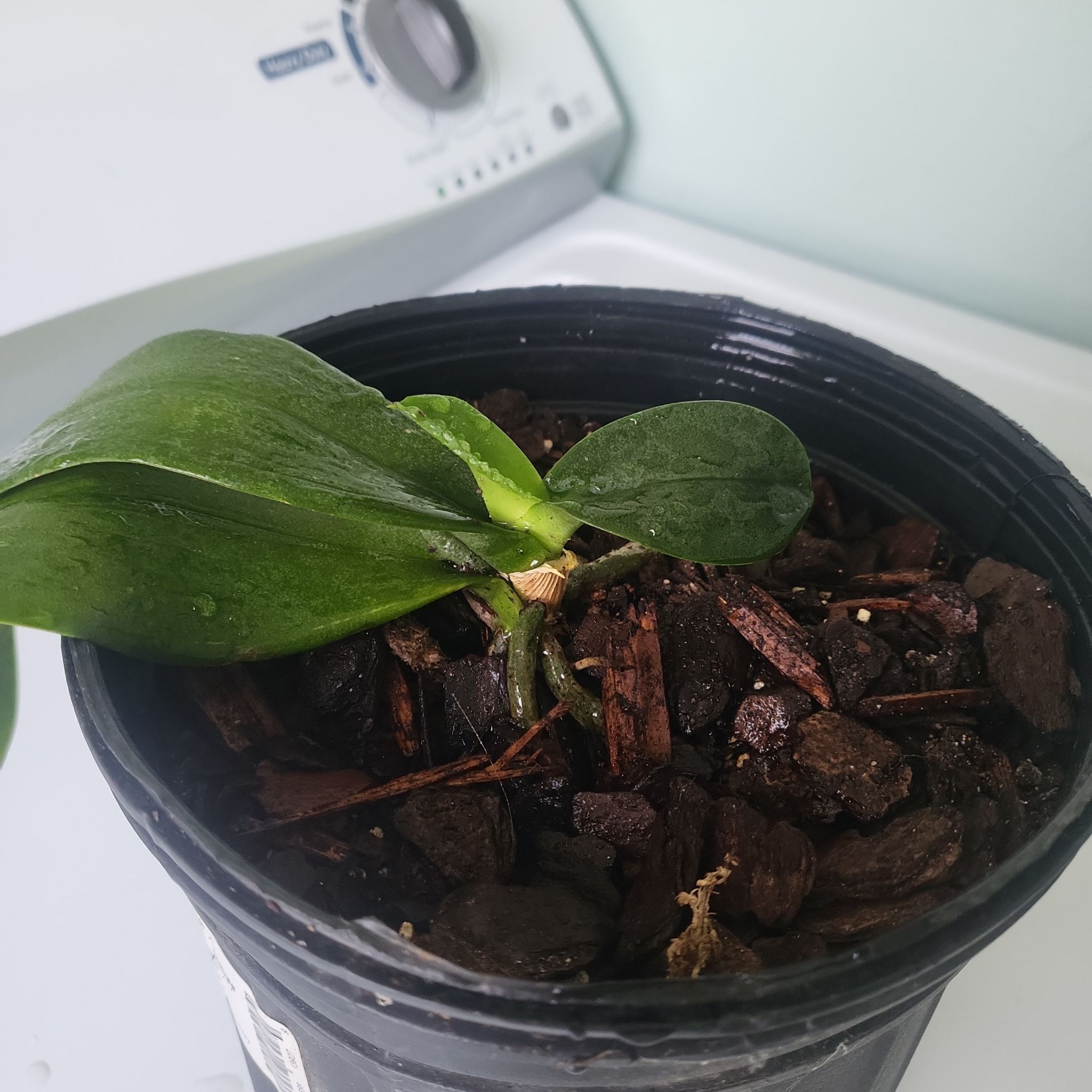 Thrift Store Survivor