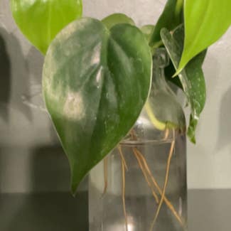 Philodendron Brasil plant in Somewhere on Earth
