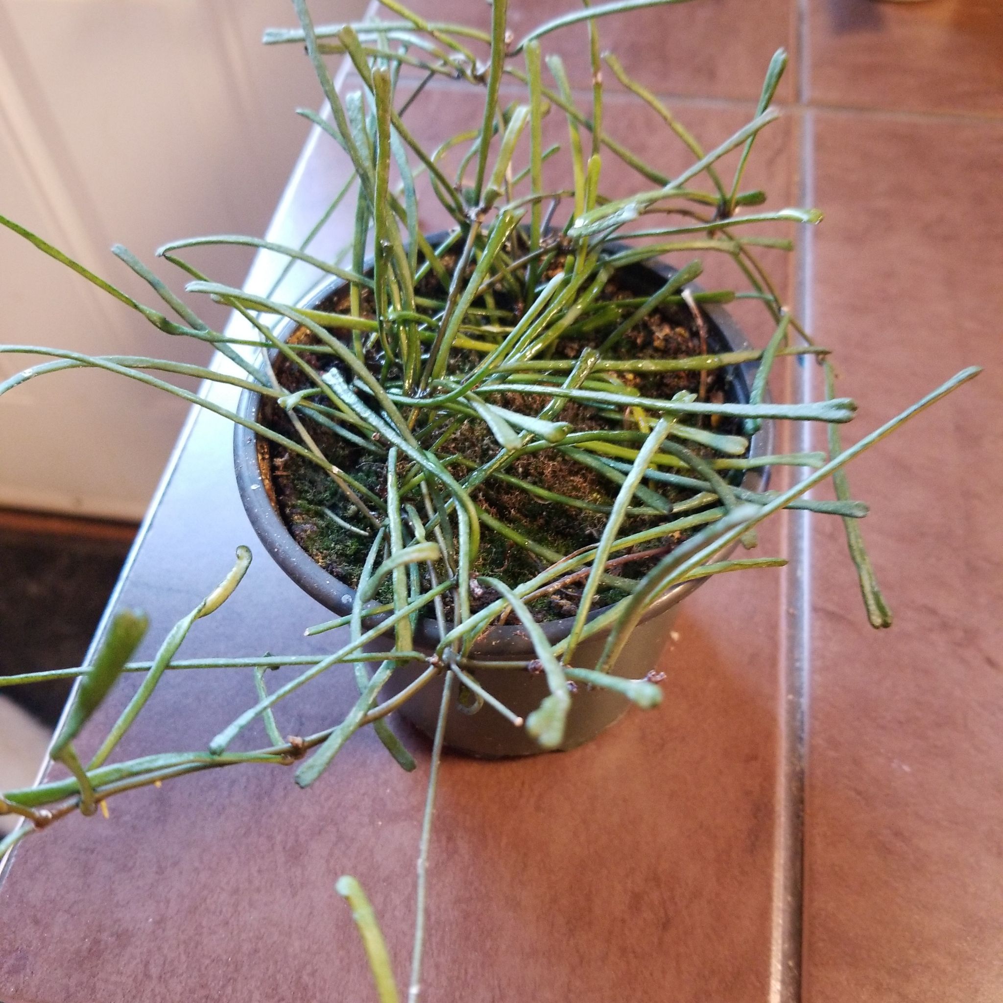 Potted Grass-leaved Hoya plant with long, thin leaves on a tiled surface.