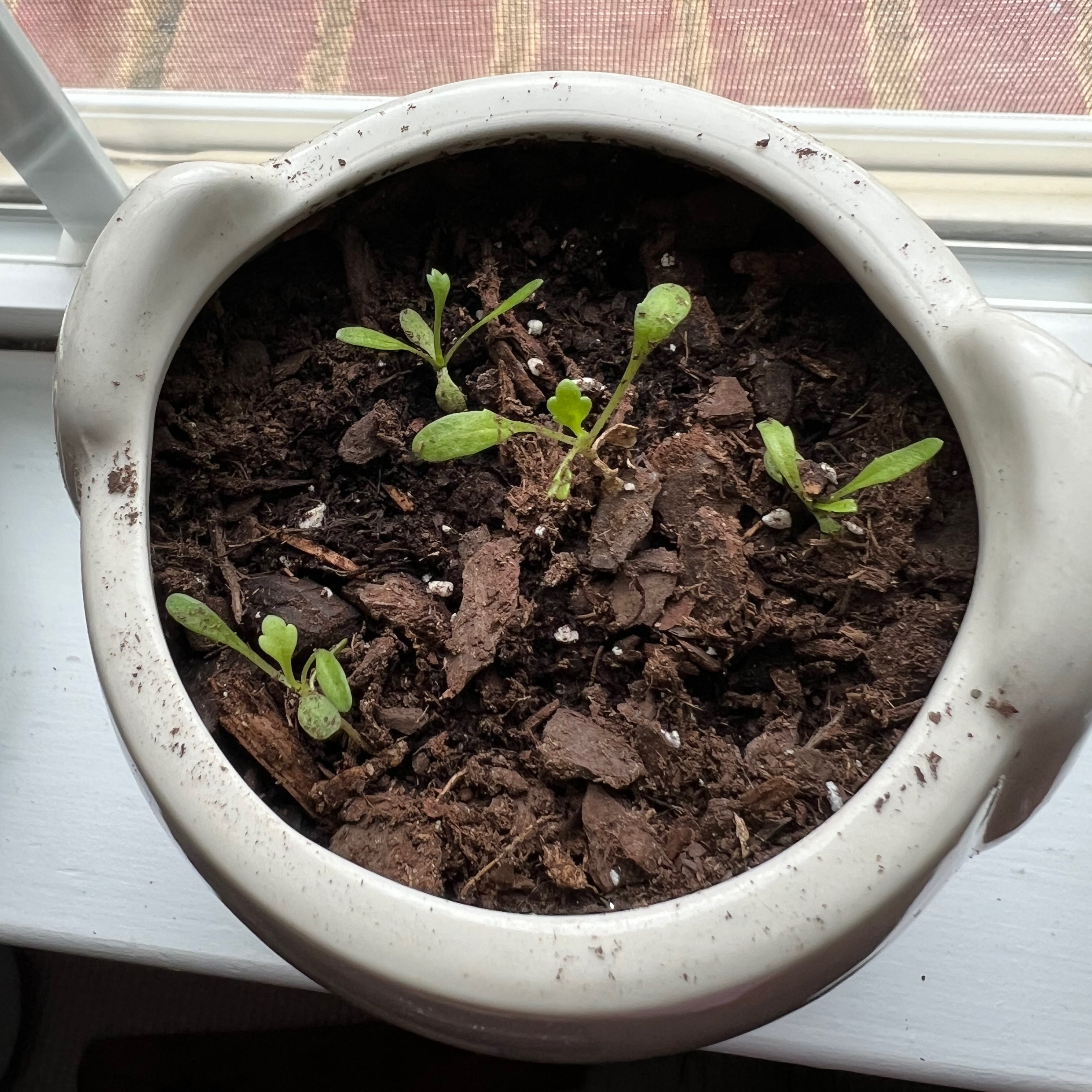 how to propagate shasta daisies
