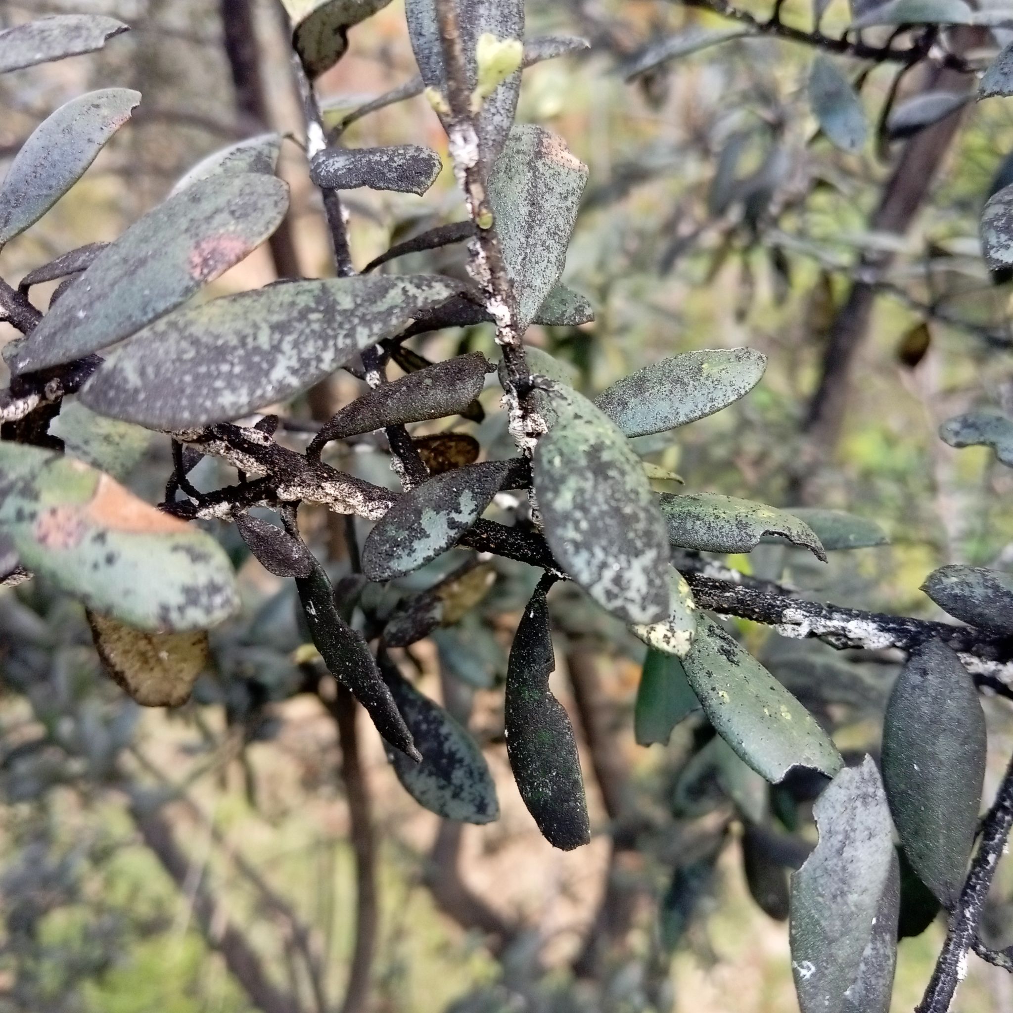 Photo of the plant species Green Olive Tree by @NewTreeonion named Olive on Greg, the plant care app