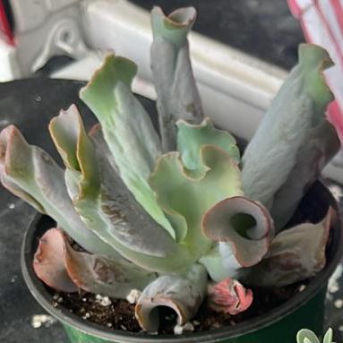 Photo of the plant species Culibra Echeveria by @ProudlyLambsear named Nemo on Greg, the plant care app