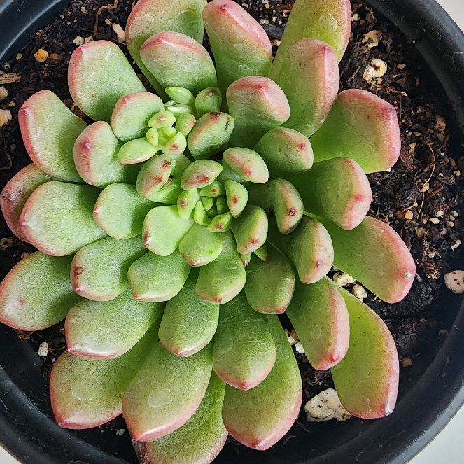 Photo of the plant species Graptoveria 'Pink Ruby' by @ProudlyLambsear named Kobe on Greg, the plant care app