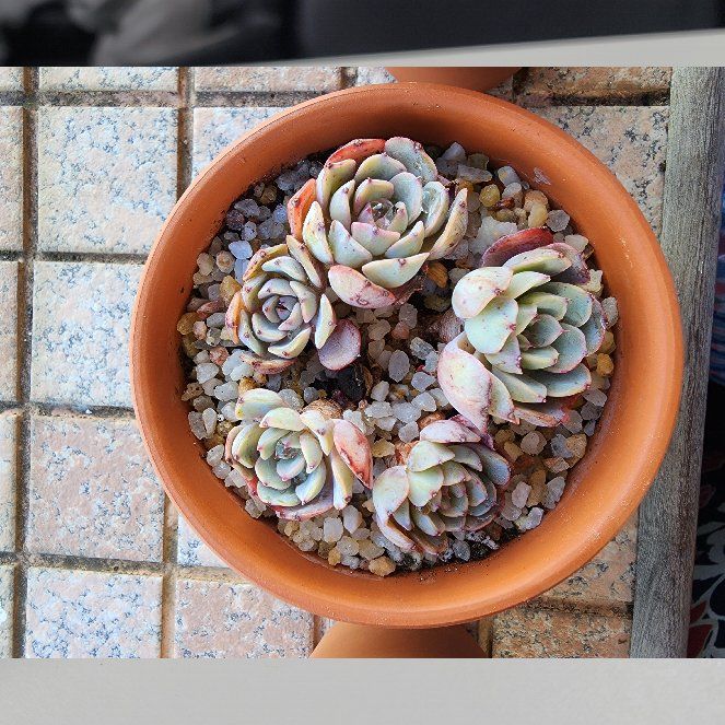 Photo of the plant species Echeveria 'White Minima' by @ProudlyLambsear named Sherlock on Greg, the plant care app