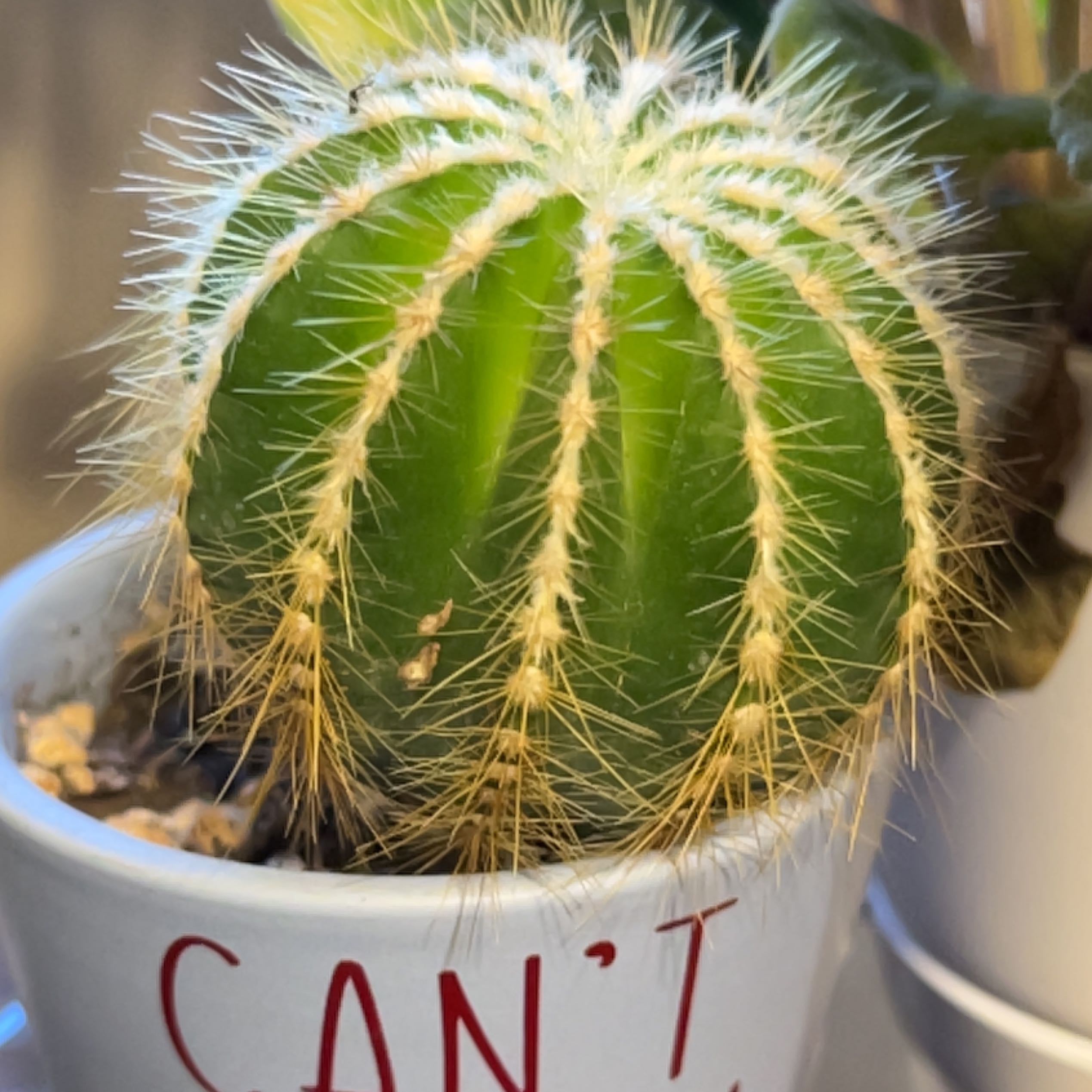 Photo of the plant species Balloon Cactus by @TrustfulFlax named Kobe on Greg, the plant care app