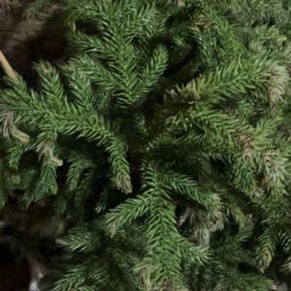 Norfolk Island Pine plant in Tempe, Arizona