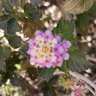 Lantana plant in Tempe, Arizona