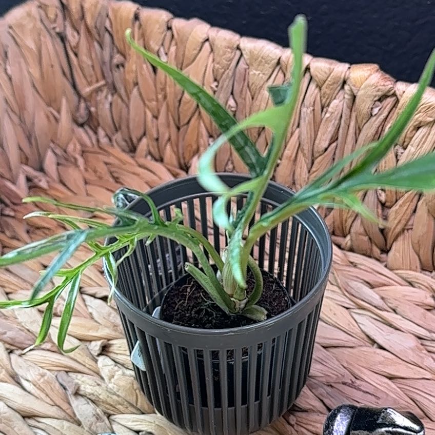 Philodendron tortum plant in a plastic pot with visible soil, healthy leaves, and well-framed.