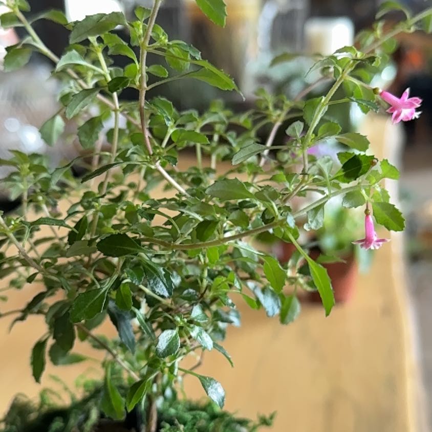 Photo of the plant species Fuchsia microphylla by @BrainyBlinks named Dax on Greg, the plant care app