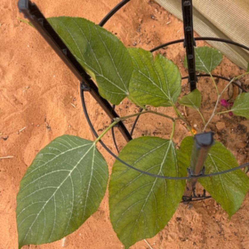 Photo of the plant species Red Mulberry by @YernRedtree named Winston on Greg, the plant care app